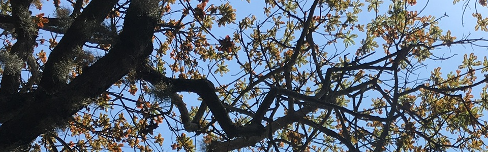 Entebbe Tree
